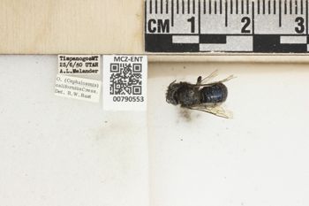 Media type: image;   Entomology 790553 Aspect: Labels